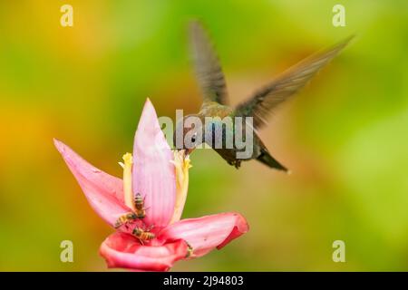 Tropic wildlife. Hummingbird with flower. Rufous-gaped Hillstar , Urochroa bougueri, on ping flower, green and yellow background, Bird sucking nectar Stock Photo