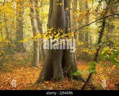 Fog autumnal colours, Hazel Woods, Nailsworth, Cotswolds, Gloucestershire, England, UK Stock Photo