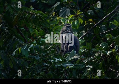 Two Blue diademed monkey, Cercopithecus mitis, sitting on tree in the nature forest habitat, Bwindi Impenetrable National Park, Uganda in Africa. Cute Stock Photo