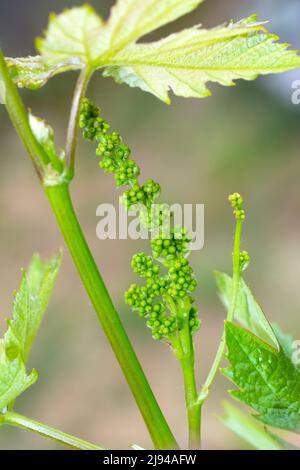 Grape flower buds. Close-up of flowering grape vines, grapes bloom. Grape seedlings on a vine, small flower buds before they become small fruit grapes Stock Photo