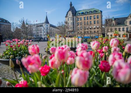 Malmö, Sweden, 20th April 2022: Stortorget square with beautiful tulips during a beautiful day Stock Photo