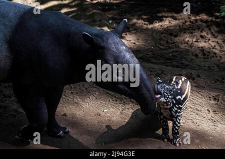 Bandung, Indonesia. 20th May, 2022. A baby tapir and its mother are seen at Bandung Zoological Garden in West Java, Indonesia, May 20, 2022. A female baby tapir was born here on April 28. Credit: Septianjar/Xinhua/Alamy Live News Stock Photo