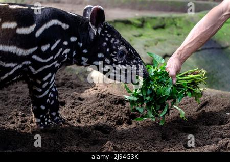 Bandung, Indonesia. 20th May, 2022. A zookeeper feeds a baby tapir at Bandung Zoological Garden in West Java, Indonesia, May 20, 2022. A female baby tapir was born here on April 28. Credit: Septianjar/Xinhua/Alamy Live News Stock Photo