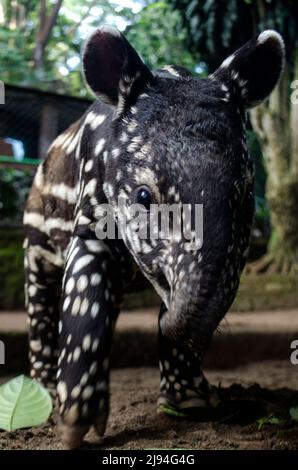 Bandung, Indonesia. 20th May, 2022. A baby tapir is seen at Bandung Zoological Garden in West Java, Indonesia, May 20, 2022. A female baby tapir was born here on April 28. Credit: Septianjar/Xinhua/Alamy Live News Stock Photo