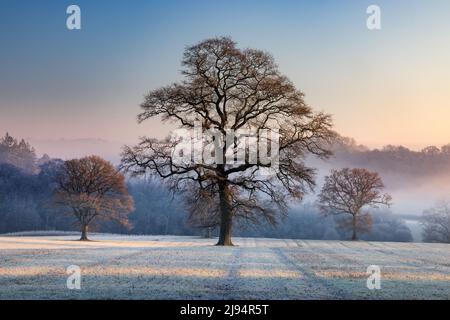 A frosty misty morning at Haydon, Dorset, England, UK Stock Photo