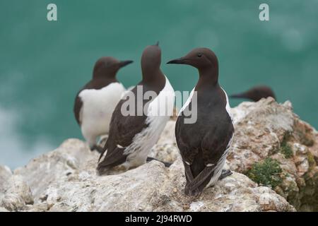 Group of Guillemot (Uria aalge) on a cliff on Great Saltee Island off the coast of Ireland. Stock Photo