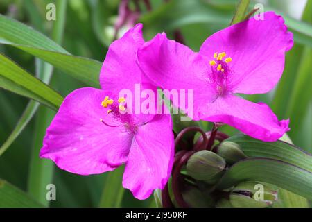 close-up of two pink tradescantia flowers Stock Photo