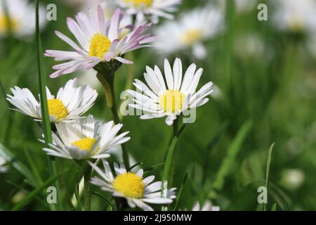 close-up of pretty white daisies on a meadow, copy space Stock Photo