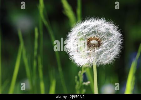 close-up of a seed head of a dandelion flower against a green blurred background, copy room Stock Photo