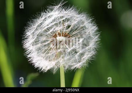 close-up of a fluffy seed head of a dandelion flower, blurry background Stock Photo