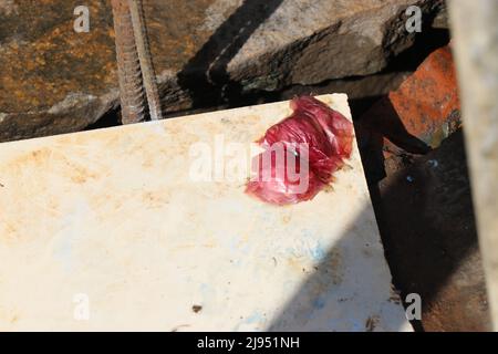 Onion peelings are fallen on the piece of tiles with showers of sunlight all over its surface Stock Photo