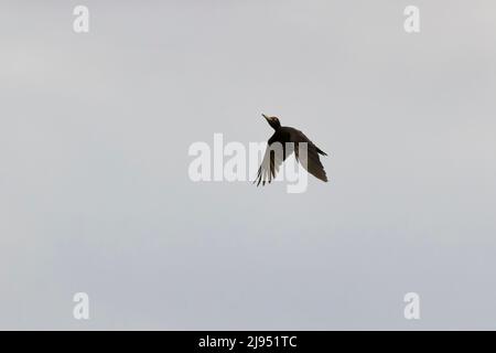 Black woodpecker Dryocopus martius, adult flying, Hortobagy, Hungary, April Stock Photo