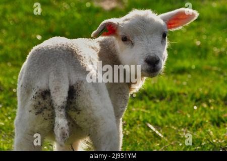 Little lamb photographed from his backside, looking over his shoulder. Stock Photo