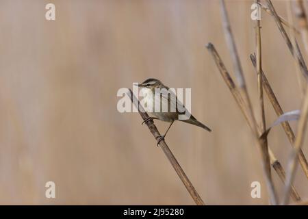 Moustached warbler (Acrocephalus melanopogon) adult perched on reed, Hortobagy, Hungary, April Stock Photo