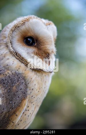 A Barn Owl, Pitcombe Rock Falconry, Somerset, England, UK Stock Photo