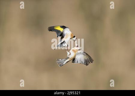 European Goldfinch (Carduelis carduelis) 2 adults fighting in flight, Suffolk, England, April Stock Photo