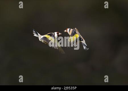 European Goldfinch (Carduelis carduelis) 2 adults fighting in flight, Suffolk, England, April Stock Photo