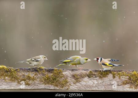 Common Chaffinch (Fringilla coelebs) adult female, European Greenfinch (Carduelis chloris) male and European Goldfinch (Carduelis carduelis) adult Stock Photo