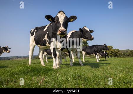 Cows in a field Purse Caundle, Dorset, England, UK Stock Photo