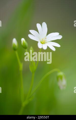 Great Stitchwort (Stellaria holostea) in flower, England, UK Stock ...