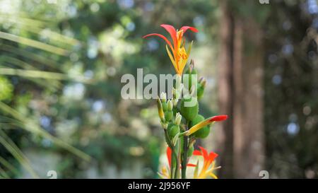 Beautiful small flowers of Canna generalis also known as Canna lily or Common garden canna in natural garden background. Stock Photo