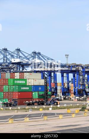 Container handler moving/loading containers in dockside container yard ...