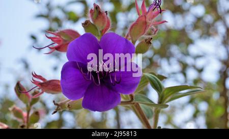 Closeup of Beautiful flowers of Tibouchina urvilleana also known as princess flower, purple glorytree. Spotted in ooty botanical garden Stock Photo