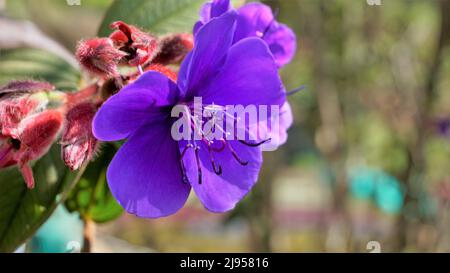 Closeup of Beautiful flowers of Tibouchina urvilleana also known as princess flower, purple glorytree. Spotted in ooty botanical garden Stock Photo