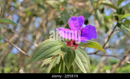 Closeup of Beautiful flowers of Tibouchina urvilleana also known as princess flower, purple glorytree. Spotted in ooty botanical garden Stock Photo