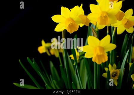 bouquet of yellow daffodils on a black background with space for lettering Stock Photo