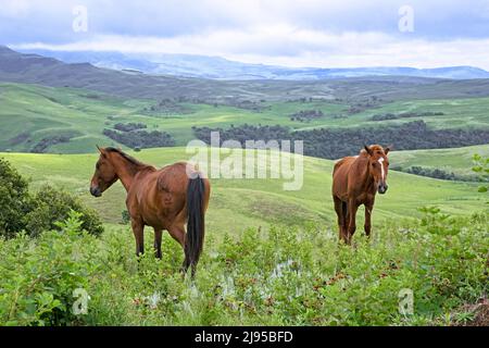 Drakensberg Mountain Range and two brown horses in the countryside of the Injisuthi area in KwaZulu-Natal, South Africa Stock Photo