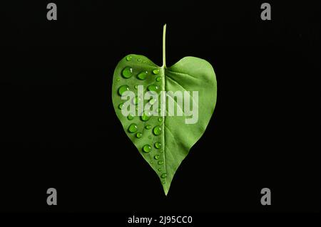 Abstract Green Leaf and Dew drops close up Stock Photo