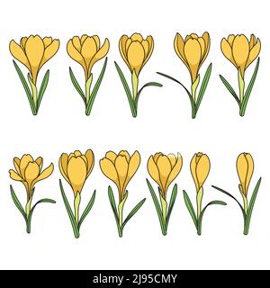 Set of color illustrations with yellow crocus flowers, saffron. Isolated vector objects. Stock Vector