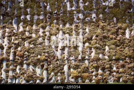 Roof made of old slate covered by moss Stock Photo