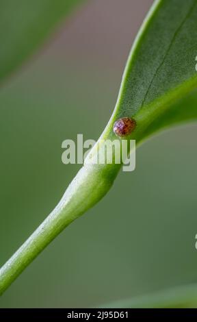 Focus on a single pest scale insect on an indoor houseplant leaf. Stock Photo