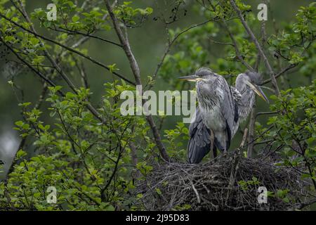 Two Grey Heron chicks (Ardea cinerea) survey the sky from their nest, on the lookout for a parent bearing food. Stock Photo