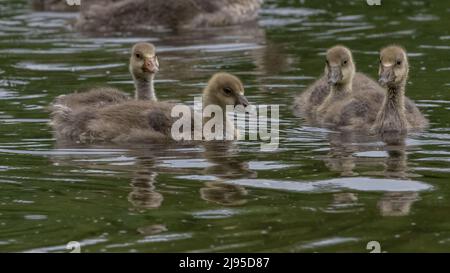 Four fluffy greylag goose (Anser anser) goslings on a lake in Kent, England Stock Photo