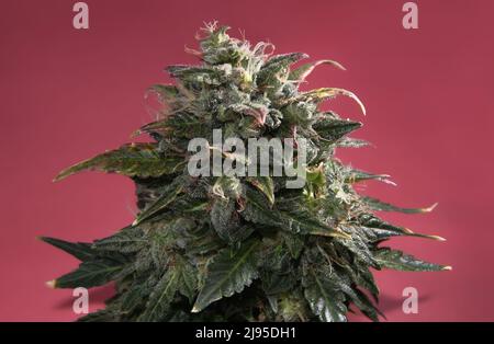 Macro view of cannabis bud on pink background. Hemp blooming flower with green, purple and yellow leaves. Female marijuana bush with flowering blooms Stock Photo