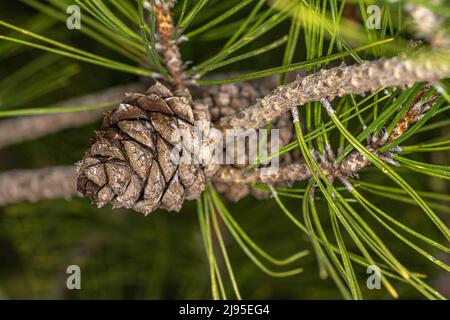 Cone of Chinese Red Pine or Table Top Pine (Pinus tabuliformis) Stock Photo