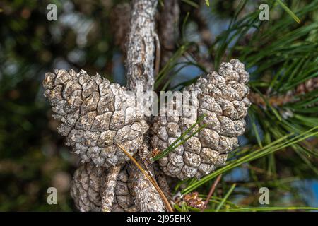 Cones of Chinese Red Pine or Table Top Pine (Pinus tabuliformis) Stock Photo