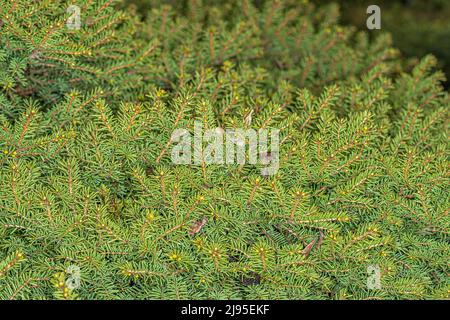 Leaves of Dwarf Norway Spruce 'Little Gem' (Picea abies) Stock Photo