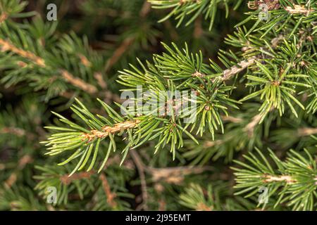 Leaves of Norway Spruce 'Gregoryana Parsonii' (Picea abies) Stock Photo