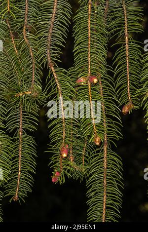 Leaves and Developing Cones of Cranston's Norway Spruce 'Cranstonii' (Picea abies) Stock Photo