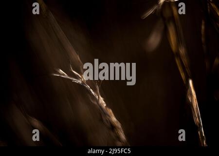 Golden colored grass branches with a dark brown blurred background Stock Photo