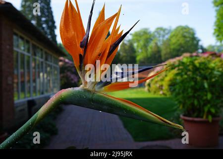 Strelitzia reginae, crane flower or bird of paradise is an evergreen perennial from South Africa. This flower was seen in a public park in Oldenburg Stock Photo