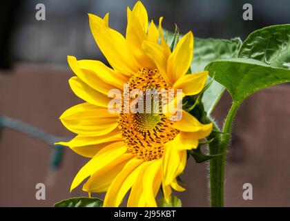 A side view of a patio sunflower.  Patio fence blurred in background. Stock Photo