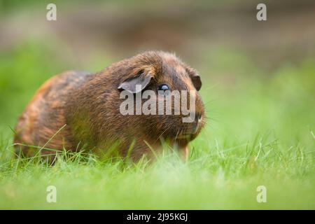 Adult female American Guinea Pig with dark brown and light brown coat. Stock Photo