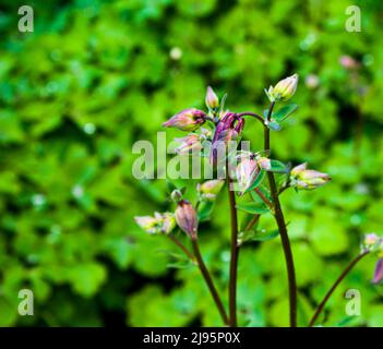 Virginia spiderwort (Tradescantia virginiana) with drops after rain the flowerbed Stock Photo