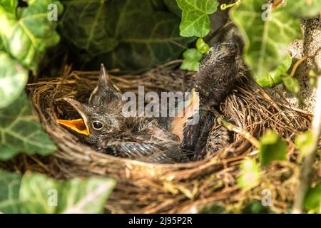 bird's nest with offspring in early summer (Turdus merula). Starling. Feeds the chicks. The blackbird  is a bird living throughout Europe. Stock Photo