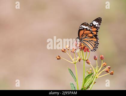 Common Tiger on a Milk weed flower Stock Photo